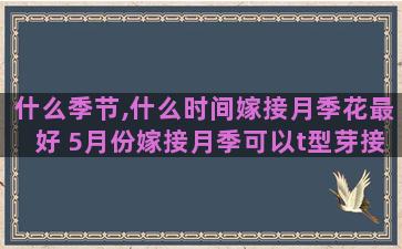 什么季节,什么时间嫁接月季花最好 5月份嫁接月季可以t型芽接吗